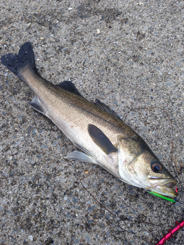 シーバスの釣果