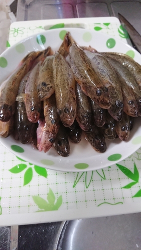 ハゼの釣果