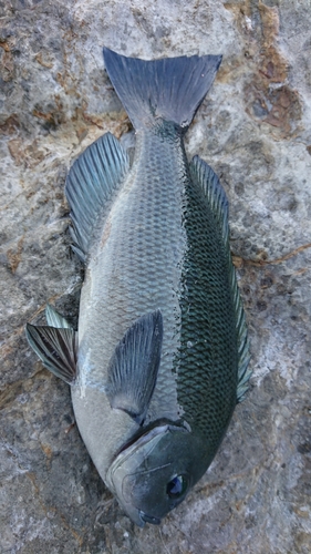 ハゼの釣果