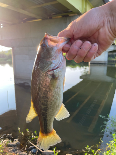 ラージマウスバスの釣果