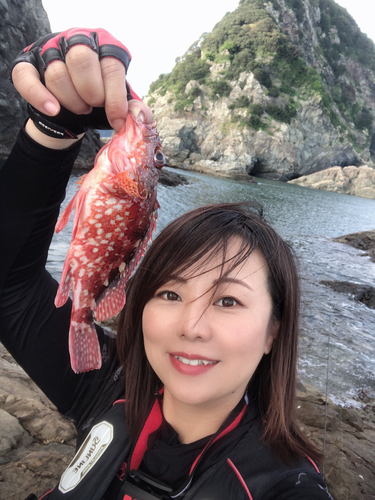 アラカブの釣果