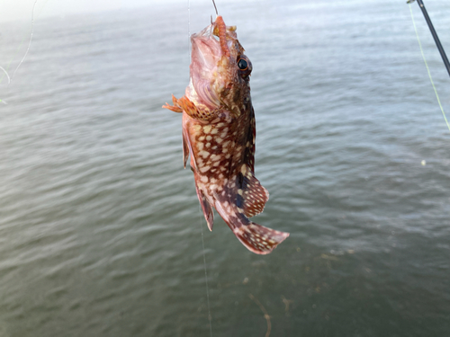 ガシラの釣果