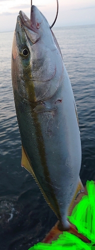 イナダの釣果