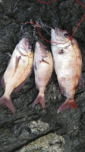 マダイの釣果