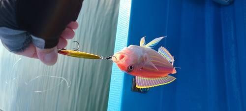 イトヨリダイの釣果