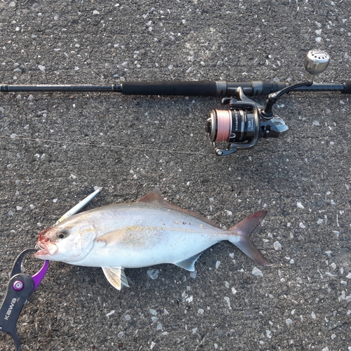 ショゴの釣果