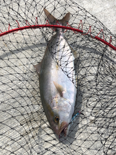 ショゴの釣果