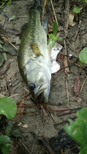 ブラックバスの釣果