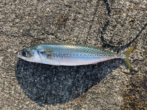 ゴマサバの釣果