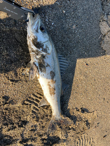 セイゴ（マルスズキ）の釣果