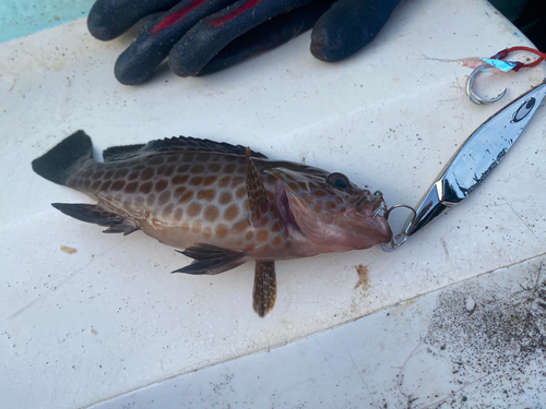 オオモンハタの釣果