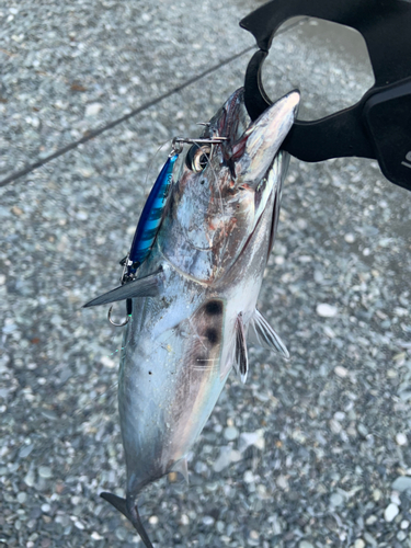 ソウダガツオの釣果