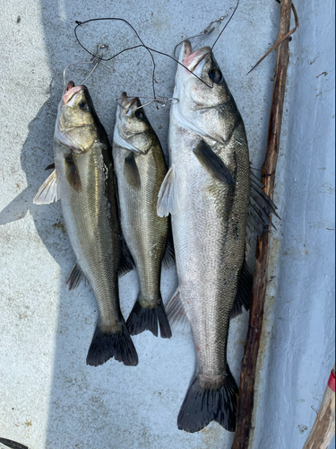 シーバスの釣果