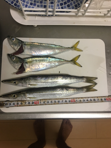 カマスの釣果