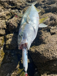 ヒラマサの釣果