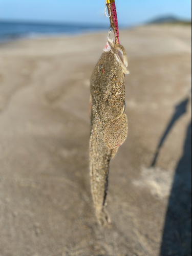 マゴチの釣果