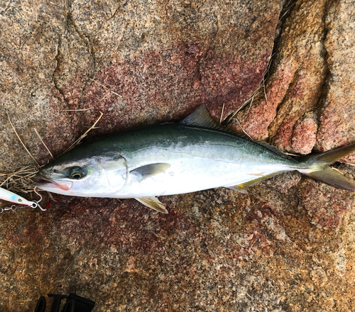 ツバスの釣果