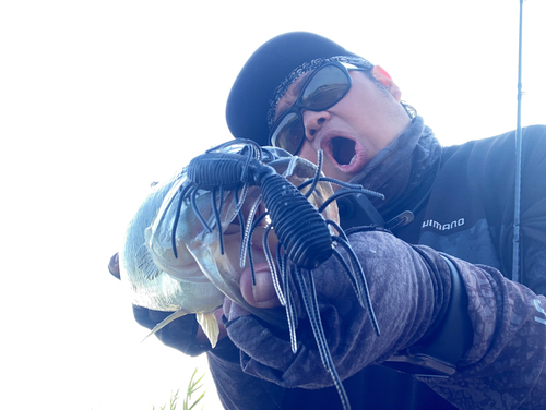 ラージマウスバスの釣果