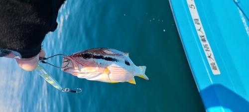 ヨコスジフエダイの釣果