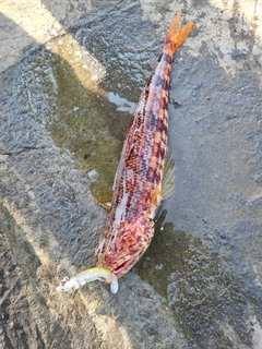 アカエソの釣果