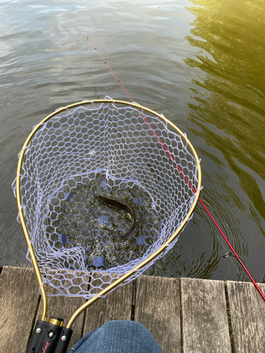 ニジマスの釣果