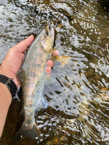 ヤマメの釣果