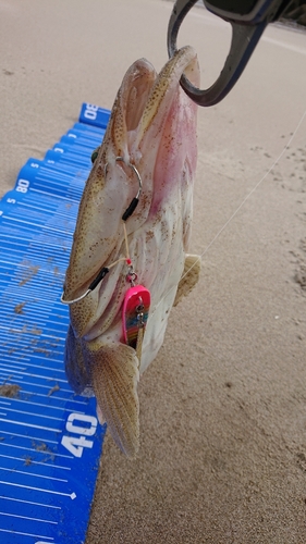 マゴチの釣果