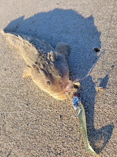 マゴチの釣果