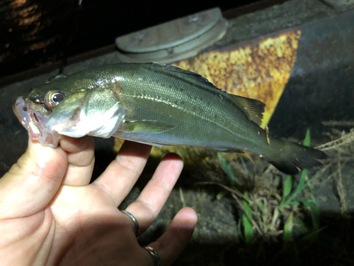 セイゴ（マルスズキ）の釣果