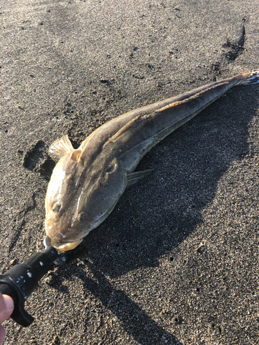 マゴチの釣果