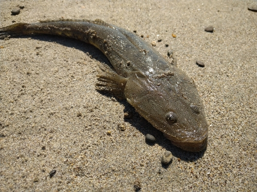 マゴチの釣果