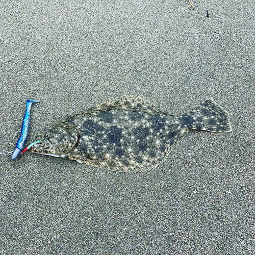 ヒラメの釣果