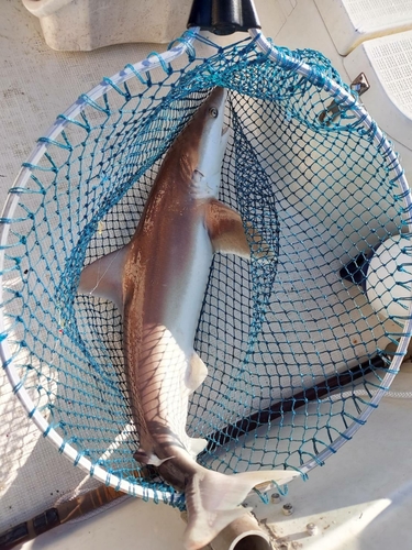 ヨシキリザメの釣果