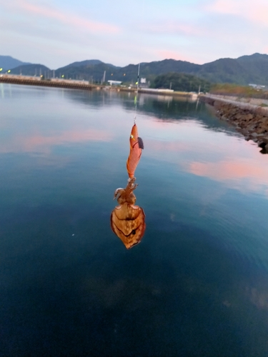 コウイカの釣果