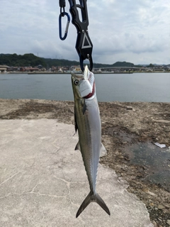 サゴシの釣果