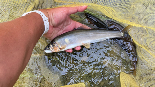 アユの釣果