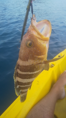 アオハタの釣果