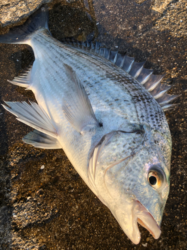 チヌの釣果