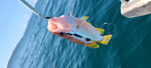 ヨコスジフエダイの釣果