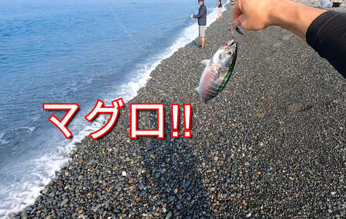 クロマグロの釣果