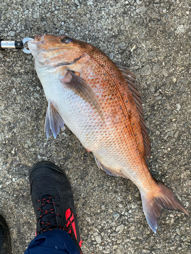 タイの釣果