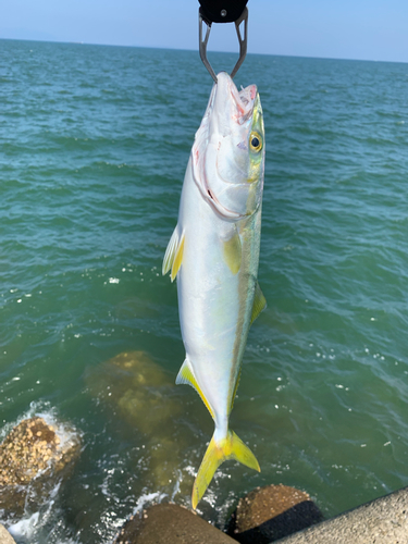 モジャコの釣果