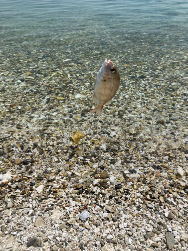 チャリコの釣果