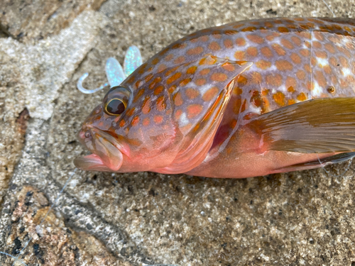 キジハタの釣果