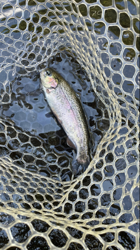 ニジマスの釣果