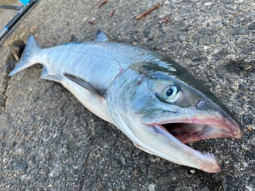 アキアジの釣果