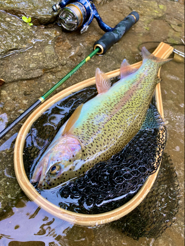 ニジマスの釣果