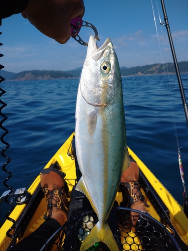 ハマチの釣果