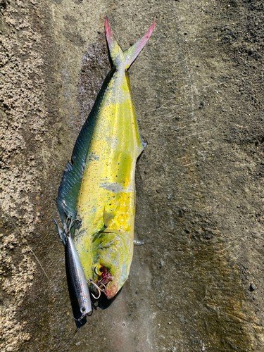 シイラの釣果