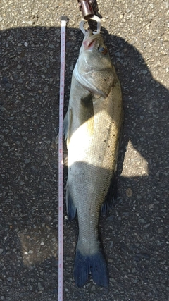 スズキの釣果